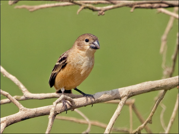Rusty-collared Seedeater rusty_col_seedeater_206001.psd