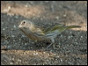 saffron_finch_203104