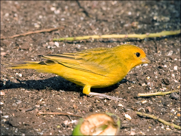 Saffron Finch saffron_finch_202217.psd