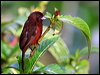 silver_beak_tanager_22221