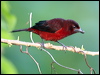 silver_beak_tanager_22489