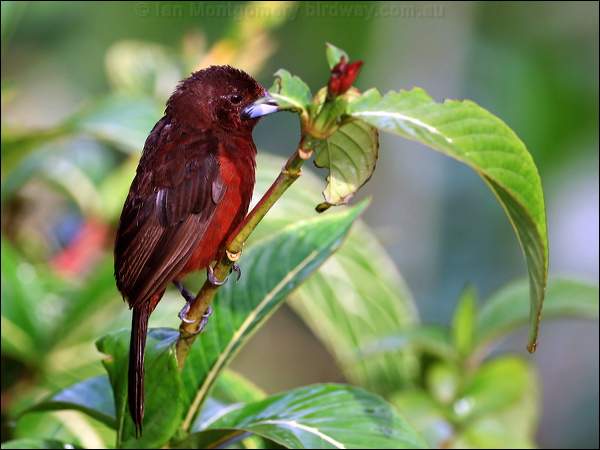 Silver-beaked Tanager silver_beak_tanager_22221.psd