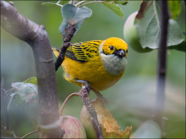 Silver-throated Tanager silverthroattanager_112104.psd