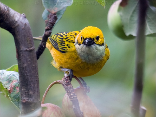 Silver-throated Tanager silverthroattanager_112106.psd