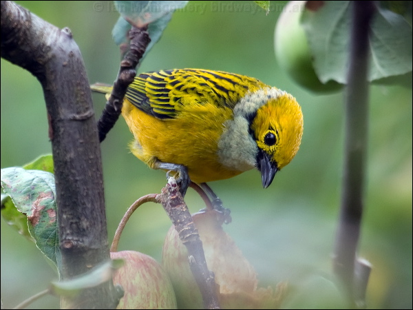 Silver-throated Tanager silverthroattanager_112107.psd