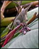slaty_flowerpiercer_112115