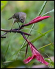 slaty_flowerpiercer_112124
