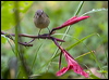 slaty_flowerpiercer_112126