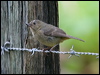 slaty_flowerpiercer_112128