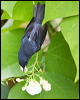 slaty_flowerpiercer_112130