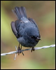 slaty_flowerpiercer_112141