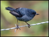 slaty_flowerpiercer_112146