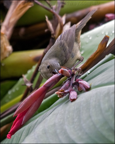 Slaty Flowerpiercer slaty_flowerpiercer_112115.psd