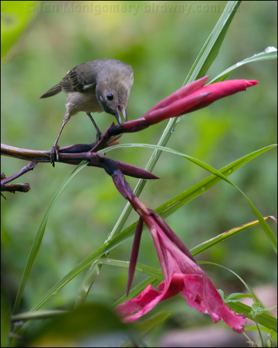 Slaty Flowerpiercer slaty_flowerpiercer_112124.psd