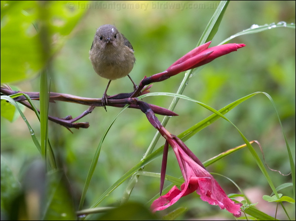 Slaty Flowerpiercer slaty_flowerpiercer_112126.psd