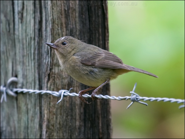 Slaty Flowerpiercer slaty_flowerpiercer_112128.psd
