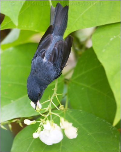 Slaty Flowerpiercer slaty_flowerpiercer_112130.psd