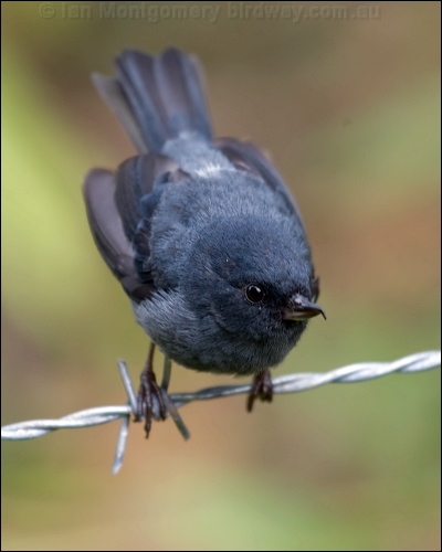 Slaty Flowerpiercer slaty_flowerpiercer_112141.psd