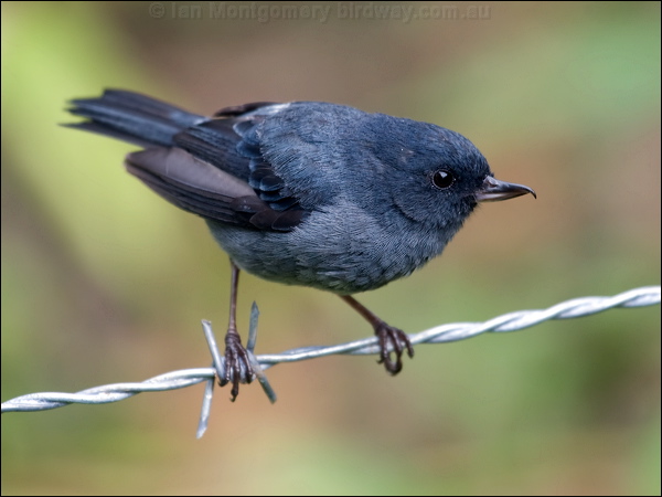 Slaty Flowerpiercer slaty_flowerpiercer_112146.psd