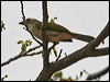 Click here to enter gallery and see photos/pictures/images of Streaked Saltator