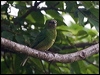 swallow_tanager_206992