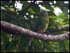 swallow_tanager_206995