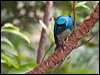 Click here to enter gallery and see photos/pictures/images of Swallow Tanager