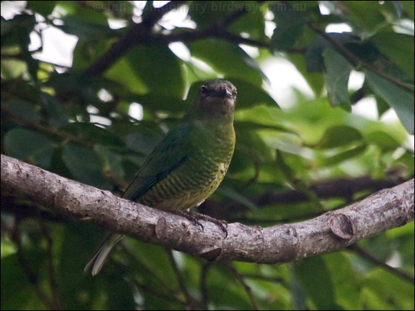 Swallow Tananger swallow_tanager_206992.psd