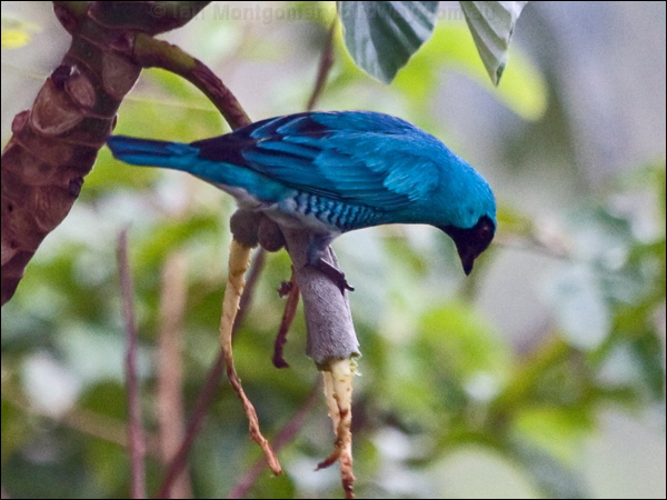 Swallow Tananger swallow_tanager_207017.psd