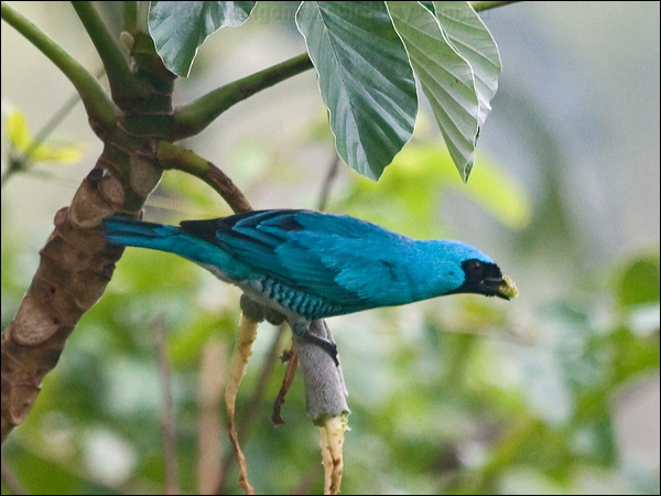 Swallow Tananger swallow_tanager_207018.psd