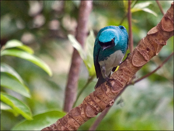 Swallow Tananger swallow_tanager_207036.psd