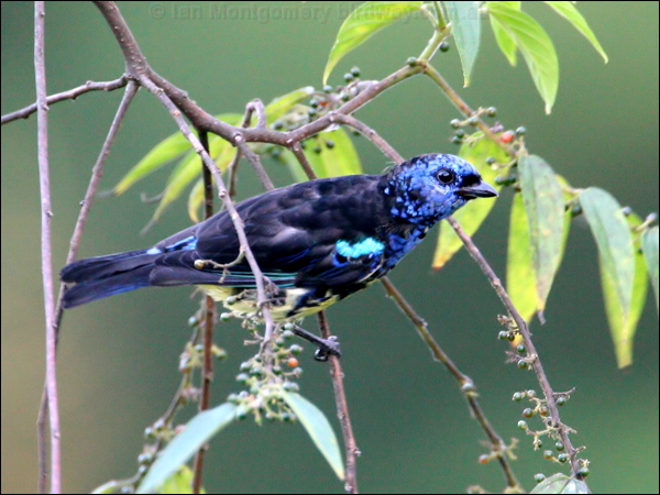 Turquoise Tanager turquoise_tanager_22530.psd