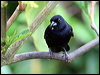 Click here to enter gallery and see photos/pictures/images of White-lined Tanager