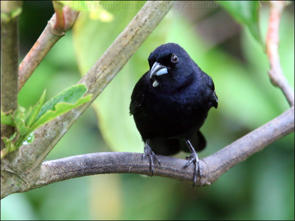 White-lined Tanager white_lined_tanager_24449.psd