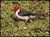 yellowbill_cardinal_202224