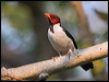 yellowbill_cardinal_202945