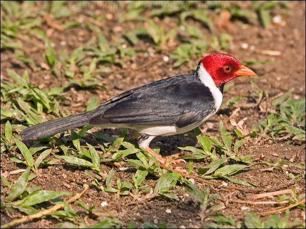 Yellow-billed Cardinal yellowbill_cardinal_202216.psd