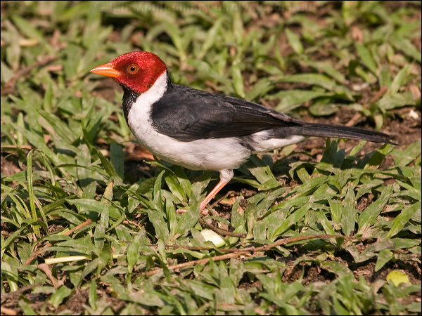 Yellow-billed Cardinal yellowbill_cardinal_202224.psd