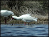 african_spoonbill_04622