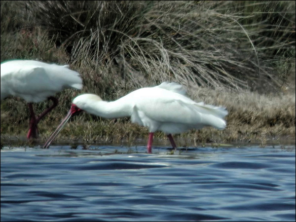 African Spoonbill african_spoonbill_04622.jpg