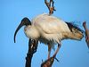 australian_ibis_15676f