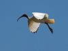 australian_ibis_94422