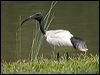 Click here to enter gallery and see photos of Australian (White) Ibis
