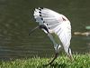 australian_ibis_94433