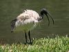australian_ibis_94437