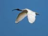 australian_ibis_94446
