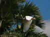 australian_ibis_94447