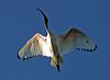 australian_ibis_c09834f