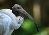 australian_ibis_c10534f