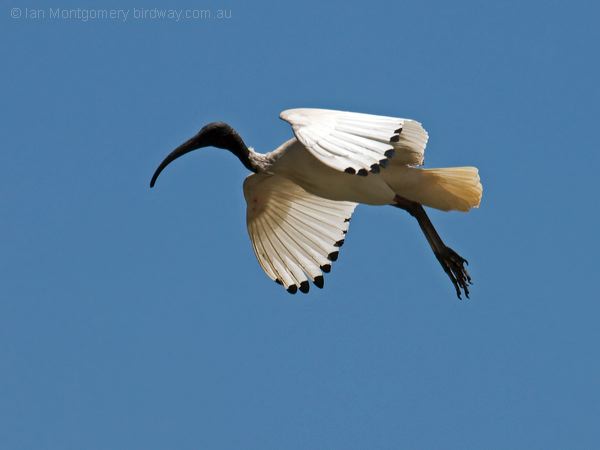 Australian Ibis australian_ibis_94422.psd